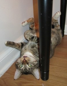 Upside down Tuna_8.31.11_NEW