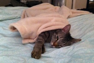 Pet pose of the week_12.5.11