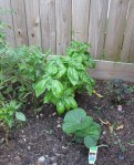 Basil_1