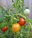 Beefsteak Tomatoes_1