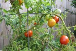 Beefsteak Tomatoes_2