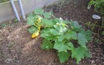 Yellow Squash_1
