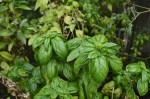 Basil 2